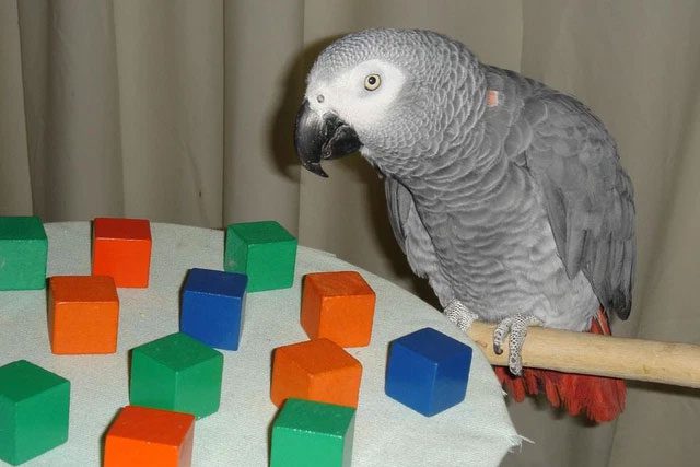 African grey parrot.