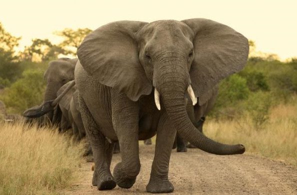 Fascinating Discoveries About Giant Elephants