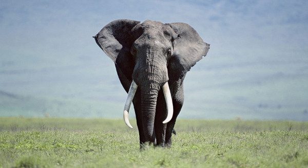 Fascinating Discoveries About Giant Elephants