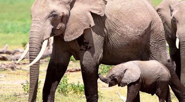 Fascinating Discoveries About Giant Elephants