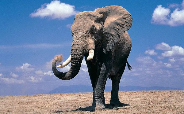 Fascinating Discoveries About Giant Elephants