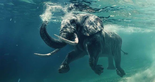 Elephants can breathe through their trunks while their bodies are completely submerged underwater.