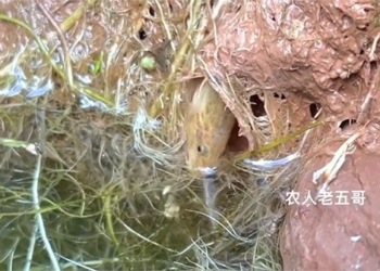 continuous supply of catfish just released to outside has been accused of shrimp meat 117343
