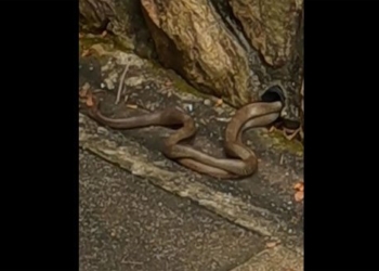 crawling into water pipe to merge with poisonous snake 116883