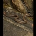 crawling into water pipe to merge with poisonous snake 116883