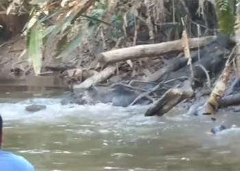 creature video is a living fruit that stuns the exploring crew in the amazon rainforest 117499