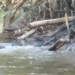 creature video is a living fruit that stuns the exploring crew in the amazon rainforest 117499
