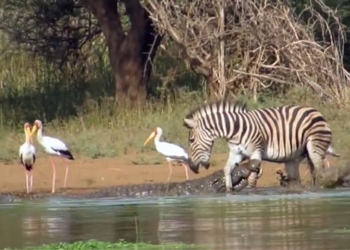 crocodile can make a horse stand up 116541