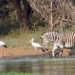 crocodile can make a horse stand up 116541