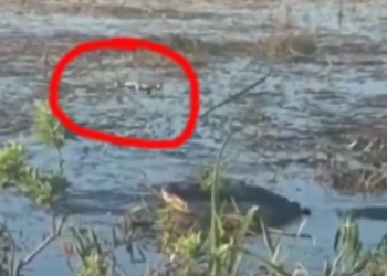 crocodile caught by drone flying over the head of a crocodile causing the cloud to become misty 115761