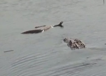 crocodile fishing on a giant 116378