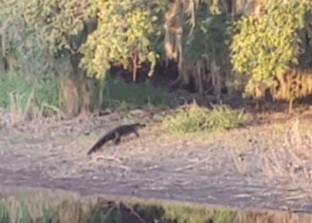 crocodile video surprisingly bursts on the ground large shrimp forest 117073