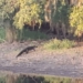 crocodile video surprisingly bursts on the ground large shrimp forest 117073