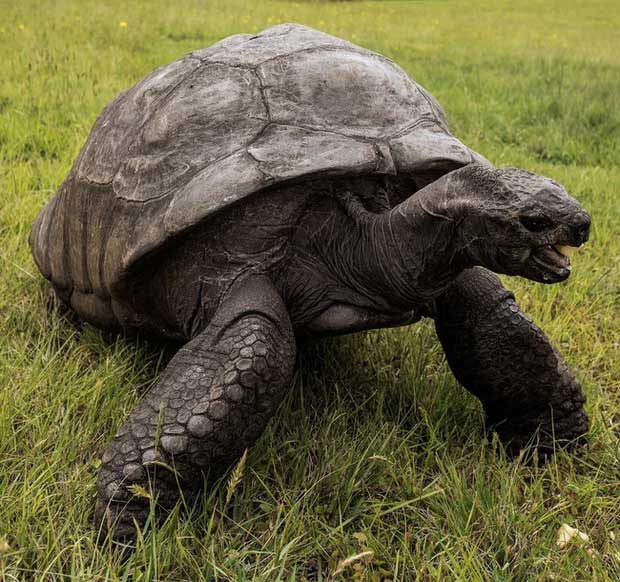 Jonathan the tortoise is suffering from cataracts and loss of smell.