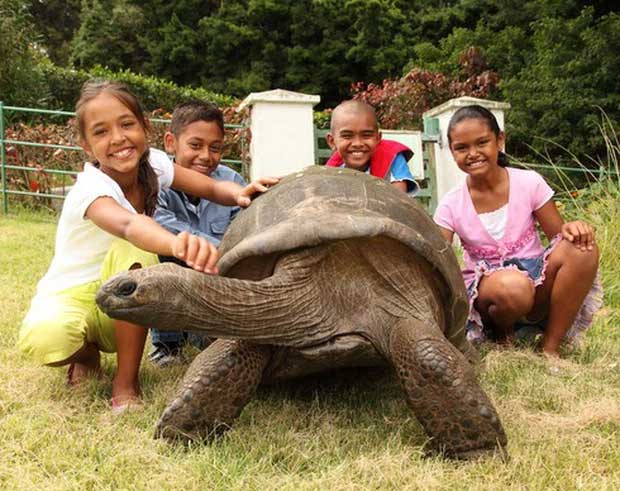 The tortoise enjoys being stroked on the neck and is always ready to pose for photos.