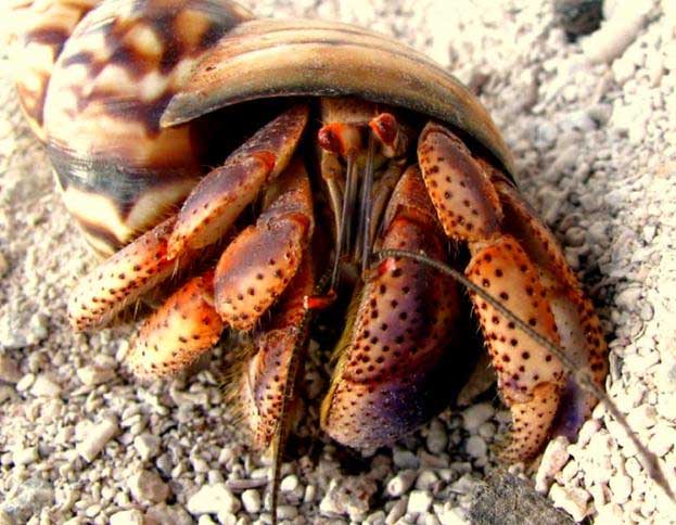 Today's hermit crabs also choose to live in discarded objects for shelter.