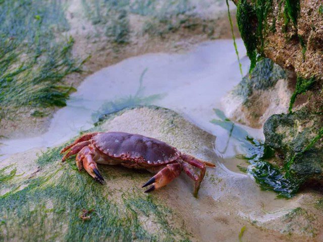 Crab