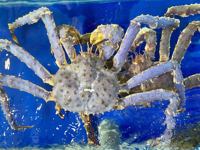 A 2.8 kg blue-purple crab swimming vigorously.