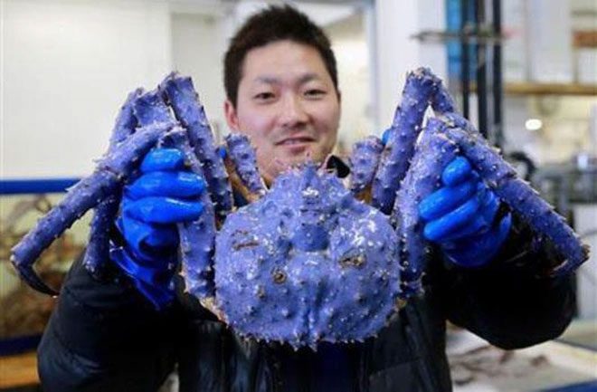 Blue-purple emperor crab.
