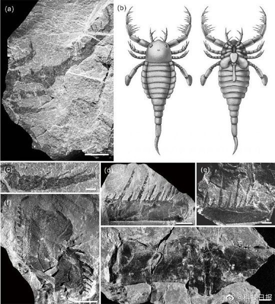 Fossil of the new species of horseshoe crab in China.