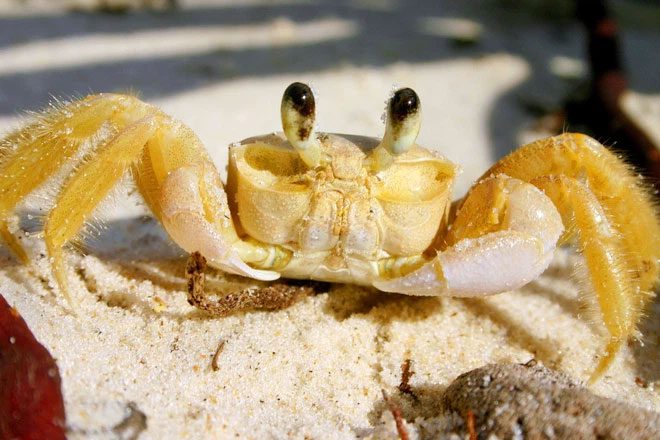 Ghost Crab