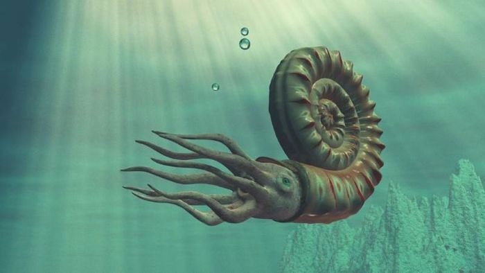 Giant Ammonoidea may have faced evolutionary pressures.