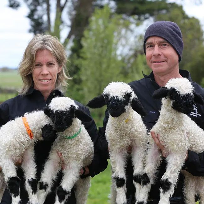 This breed of Valais black-nosed sheep has never appeared in Australia before.