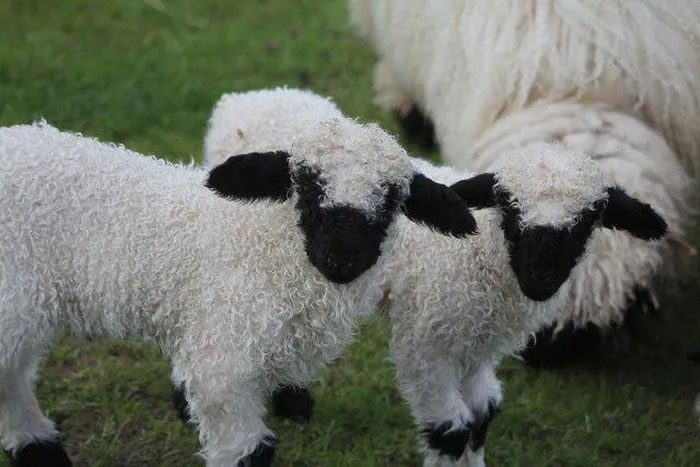 This breed has spread to Europe, the UK, and the US, and now Australia