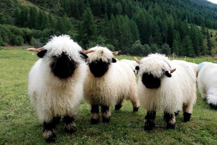 Valais black-nosed sheep