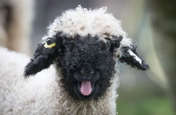 The most beautiful sheep in the world