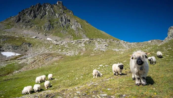 Valais black-nosed sheep are traditionally raised for meat and wool