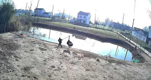 A man being attacked by an ostrich next to a fish pond