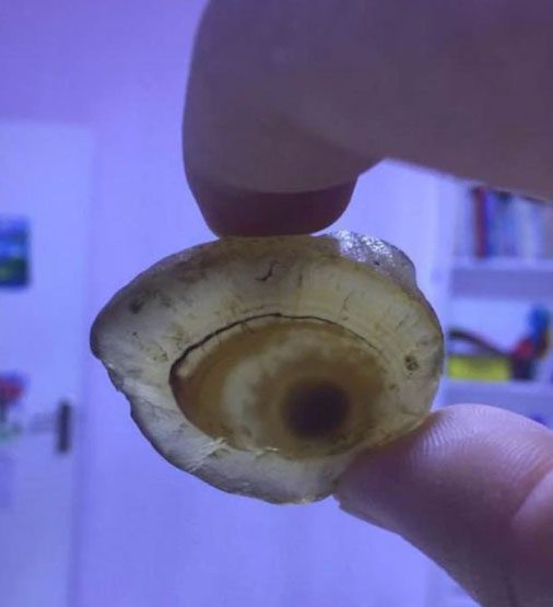 According to the appraiser, this stone belongs to a very common type of agate.