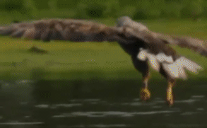 Eagle dives into water to catch fish