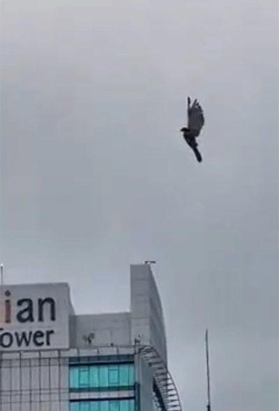 Image captured from the video.