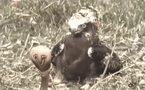 The eagle uses its sharp talons to pin the head of the king cobra to the ground.