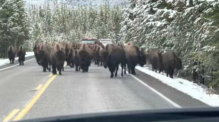 Bison herd on the road