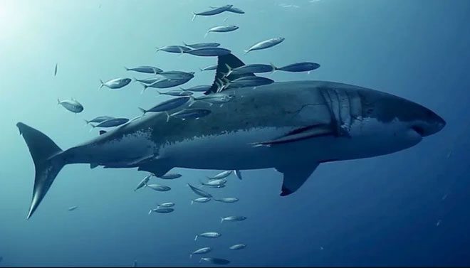 A school of fish swimming next to a shark in a graphic simulation.