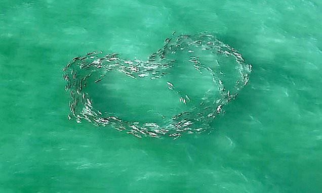 A large school of fish swimming in a heart shape in the open sea.