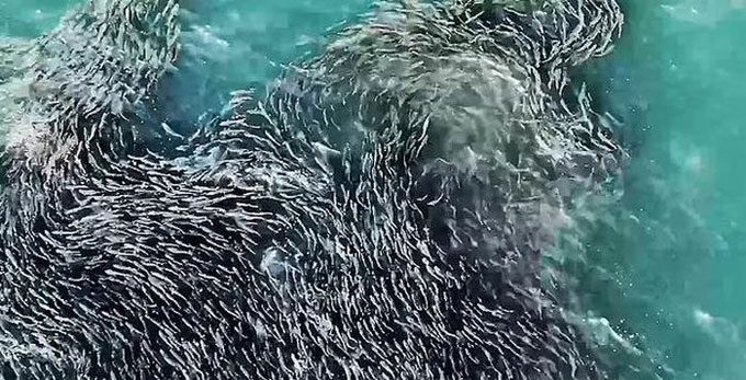 A breathtaking view of thousands of fish swimming in the sea.
