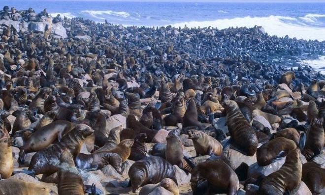In addition to natural resources, there is a rich diversity of wildlife.