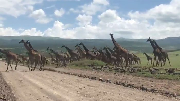 A herd of giraffes, both male and female with their young, attempting to cross the road.