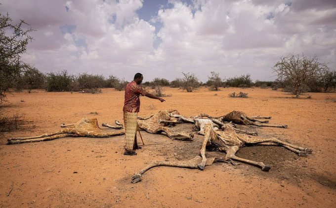 Eyrib village chief assistant, Abdi Karim, looks at the dead giraffe herd.