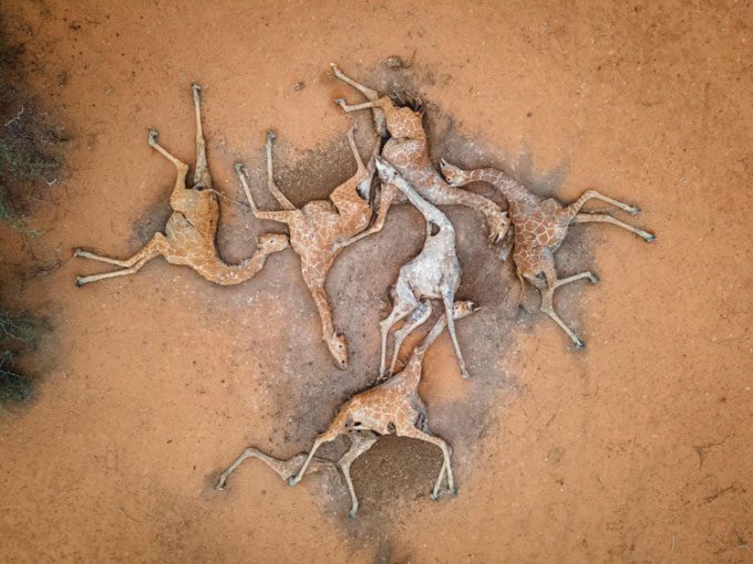 The bodies of six giraffes in the outskirts of Eyrib village, in the Sabuli Wildlife Reserve.