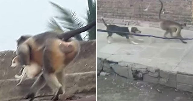 Monkeys massacre 250 dogs in revenge
