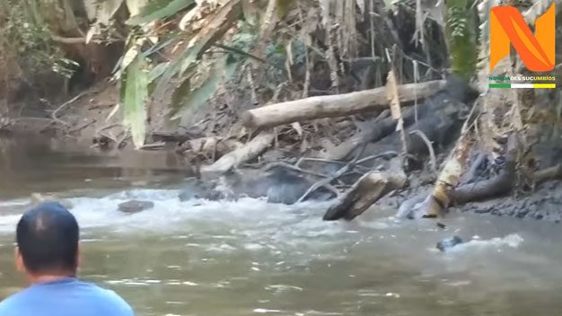 A herd of peccaries crossing the river.