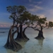 dancing trees in unique indonesia are they really moving 116121