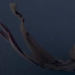 dangerous turns seen sipping milk without sand where deep near 1 000 m 117486