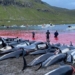 danish beach turns into 1 400 pig fish killed 115946
