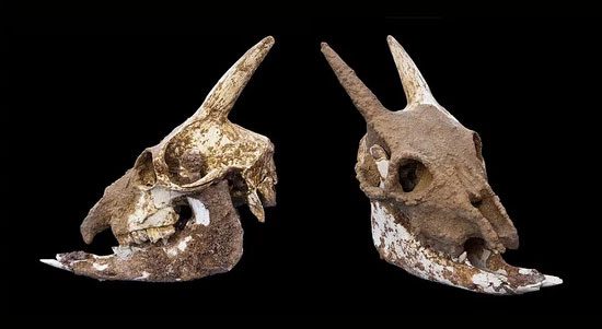 Skull of the Balearic cave goat.